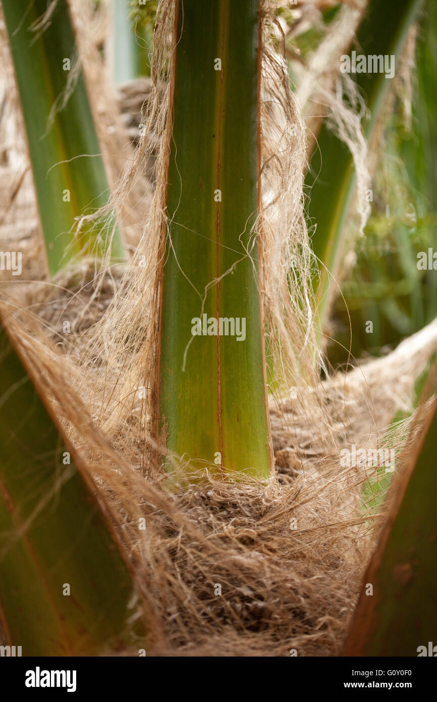 Loulu palm detail, Koko Head Botanical Garden Stock Photo