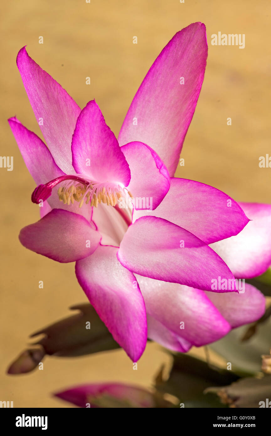 A popular house plant but sometimes can be difficult to get to produce flowers. Stock Photo