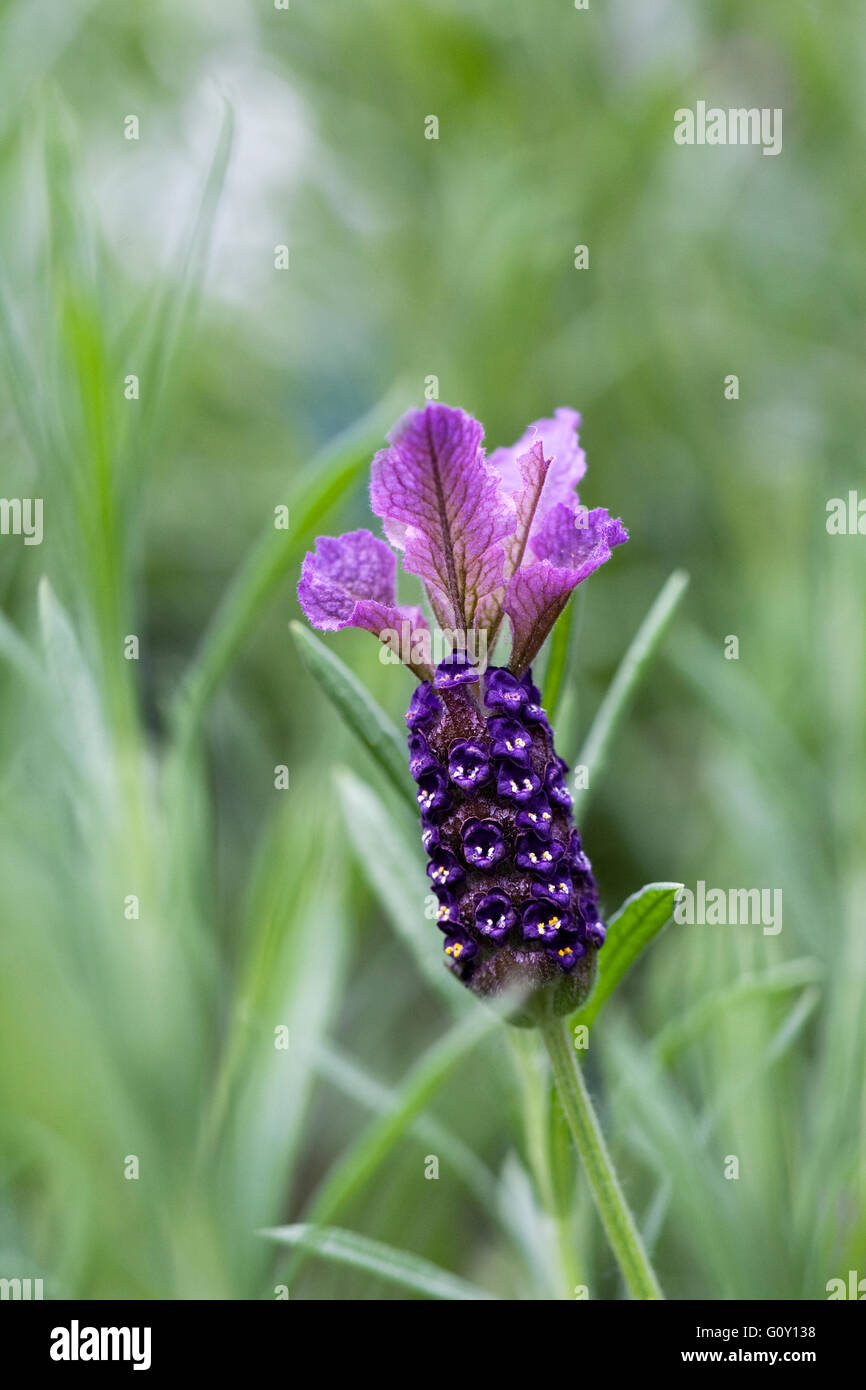 Lavandula Stoechas. French lavender flower. Stock Photo