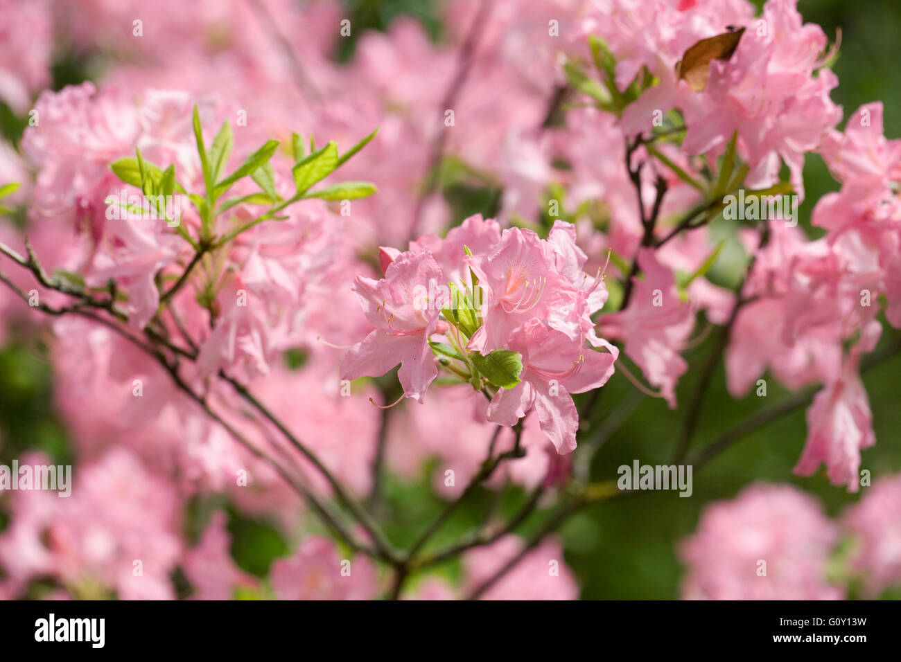 Rhododendron 'Mary Hoffman' flowers. Stock Photo