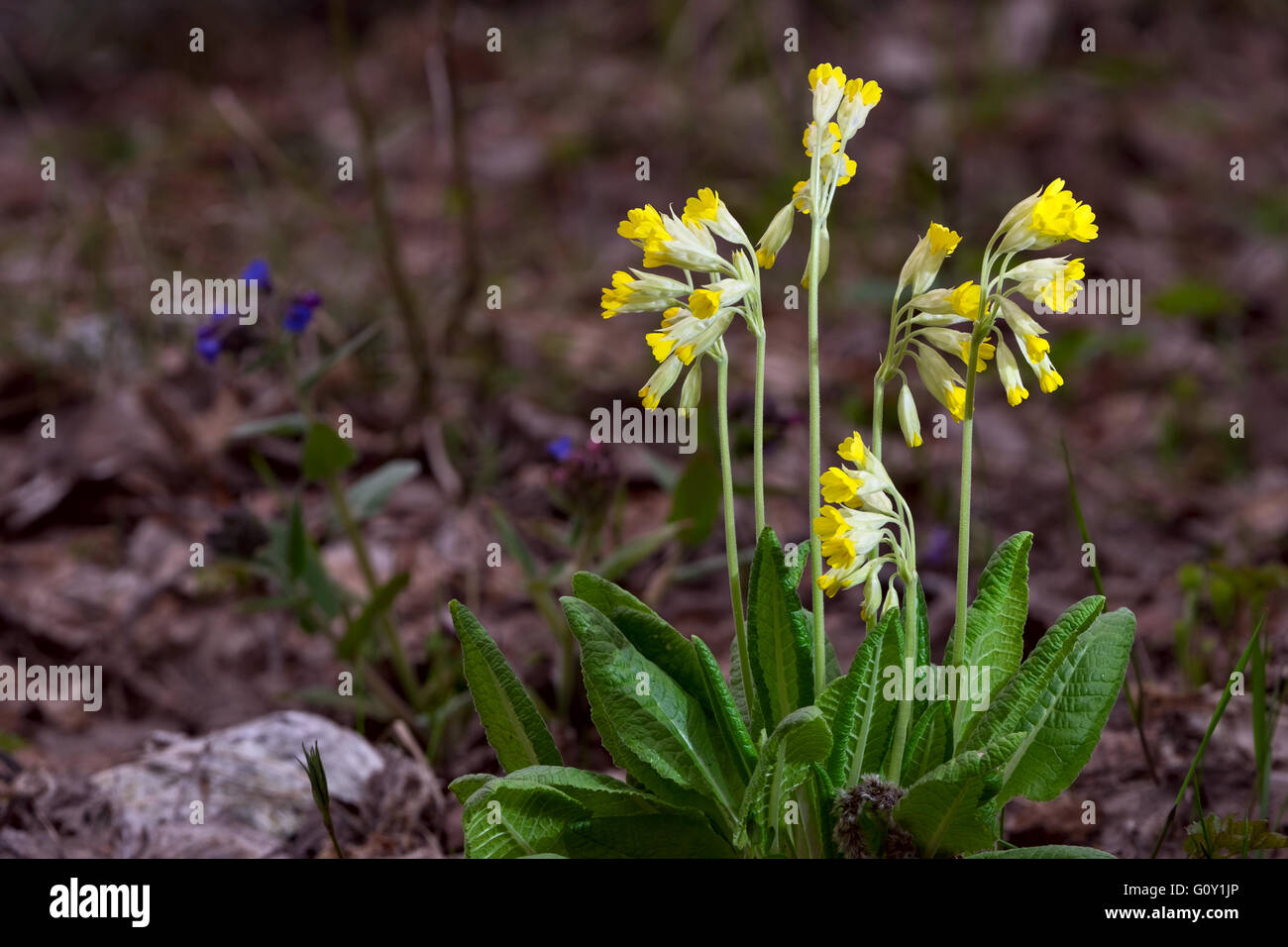 Primula veris - first spring flowers close-up Stock Photo