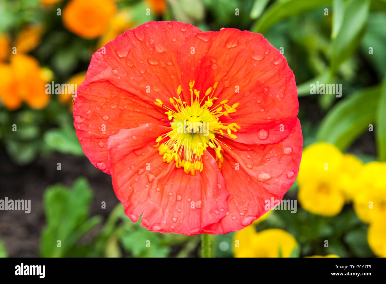 Papaveraceae Papaver Nudicaule Stock Photo