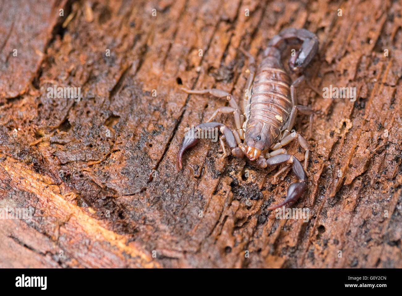 Southern Devil Scorpion Stock Photo