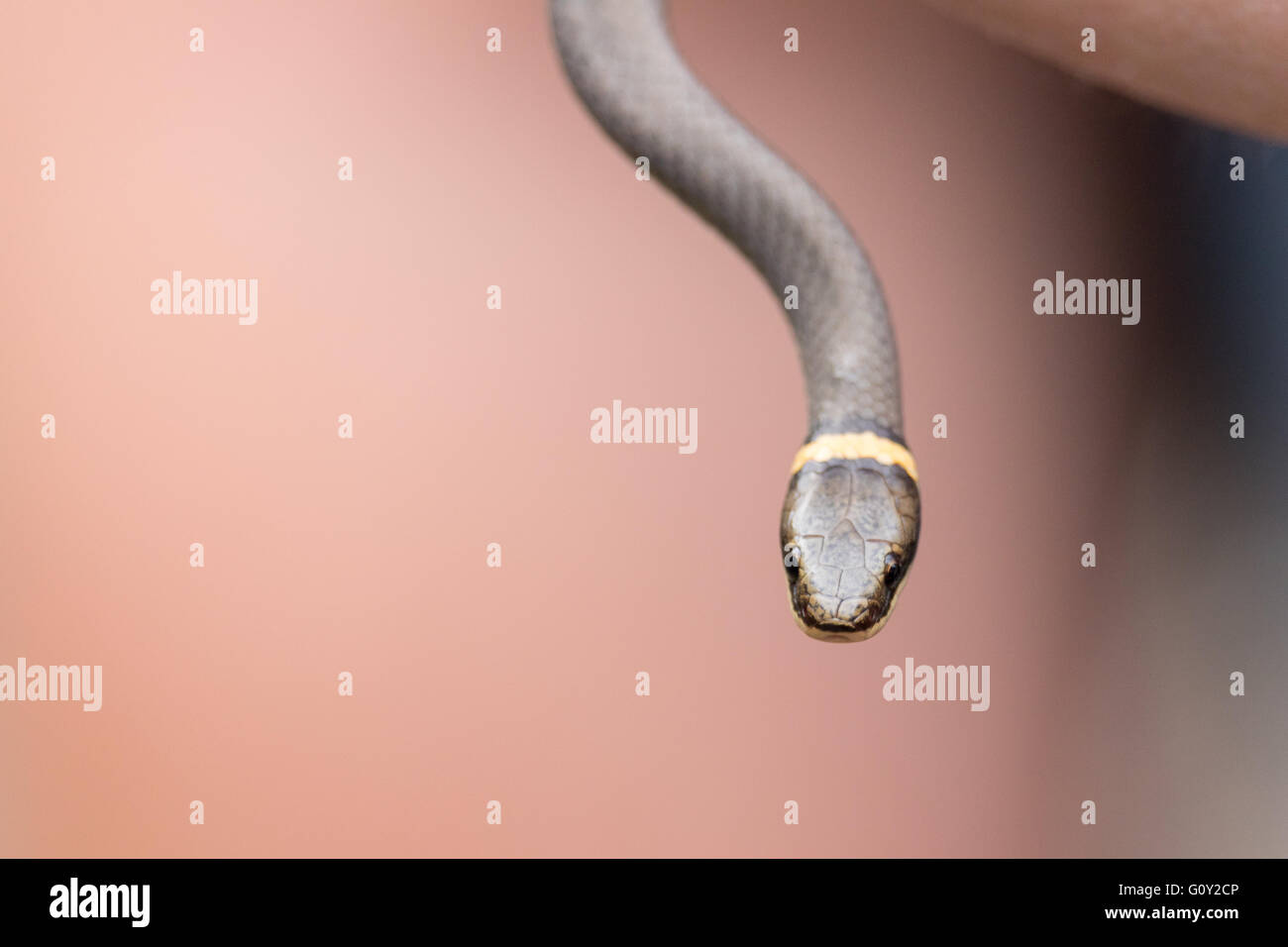 Ring Neck Snake Stock Photo Alamy