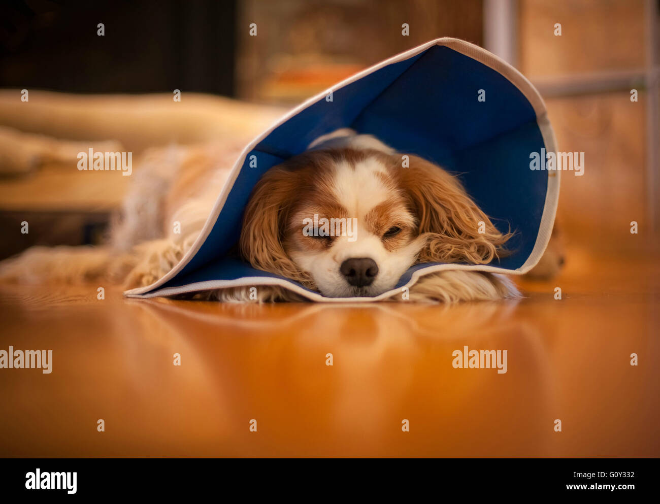 Dog lying on floor hires stock photography and images Alamy
