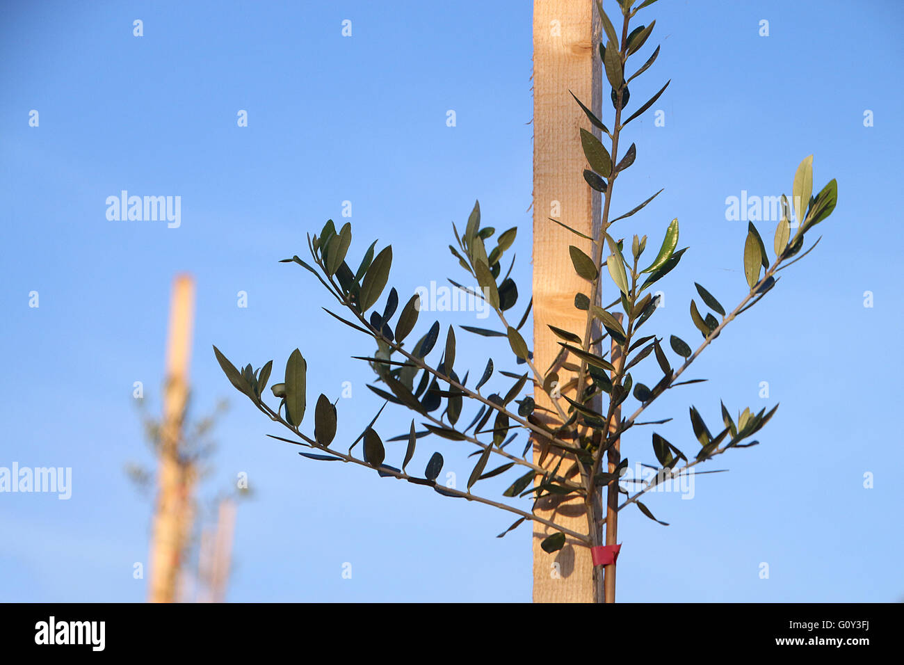 Close-up of young olive tree growing against wooden stake in orchard Stock Photo