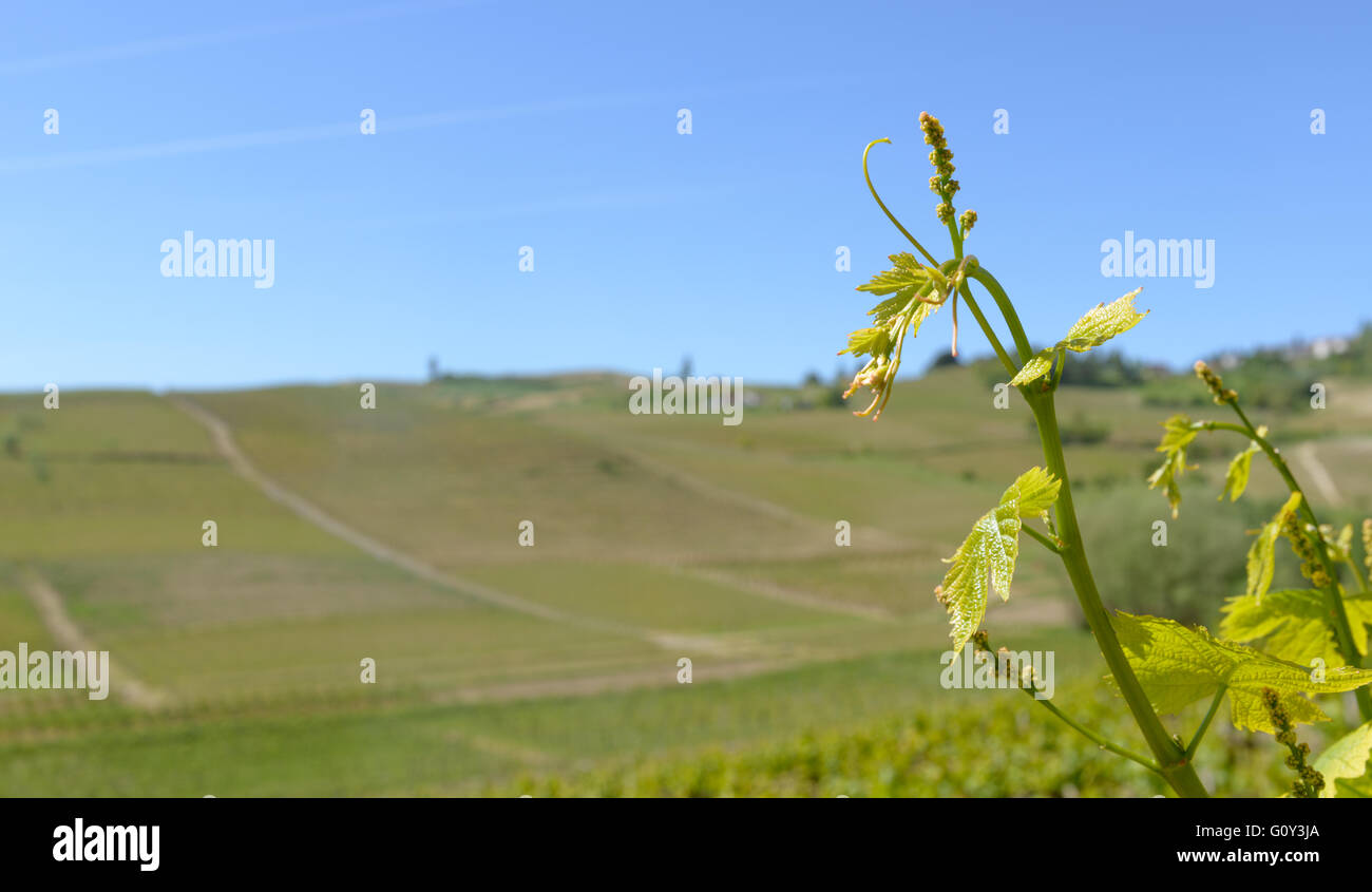 View Of Wine Producing Region In The Piedmont Region Of Northern Italy Stock Photo Alamy