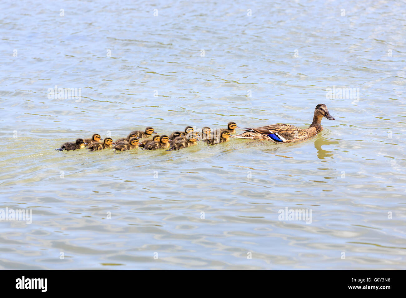 Family of mother mallard (Anas platyrhynchos) and ducklings swimming, Wildfowl & Wetlands Trust, Arundel, West Sussex, UK Stock Photo