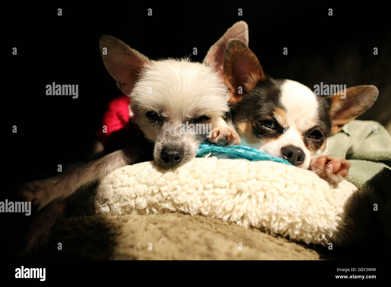 Chihuahua and chinese crested dogs lying on couch in the sun Stock Photo