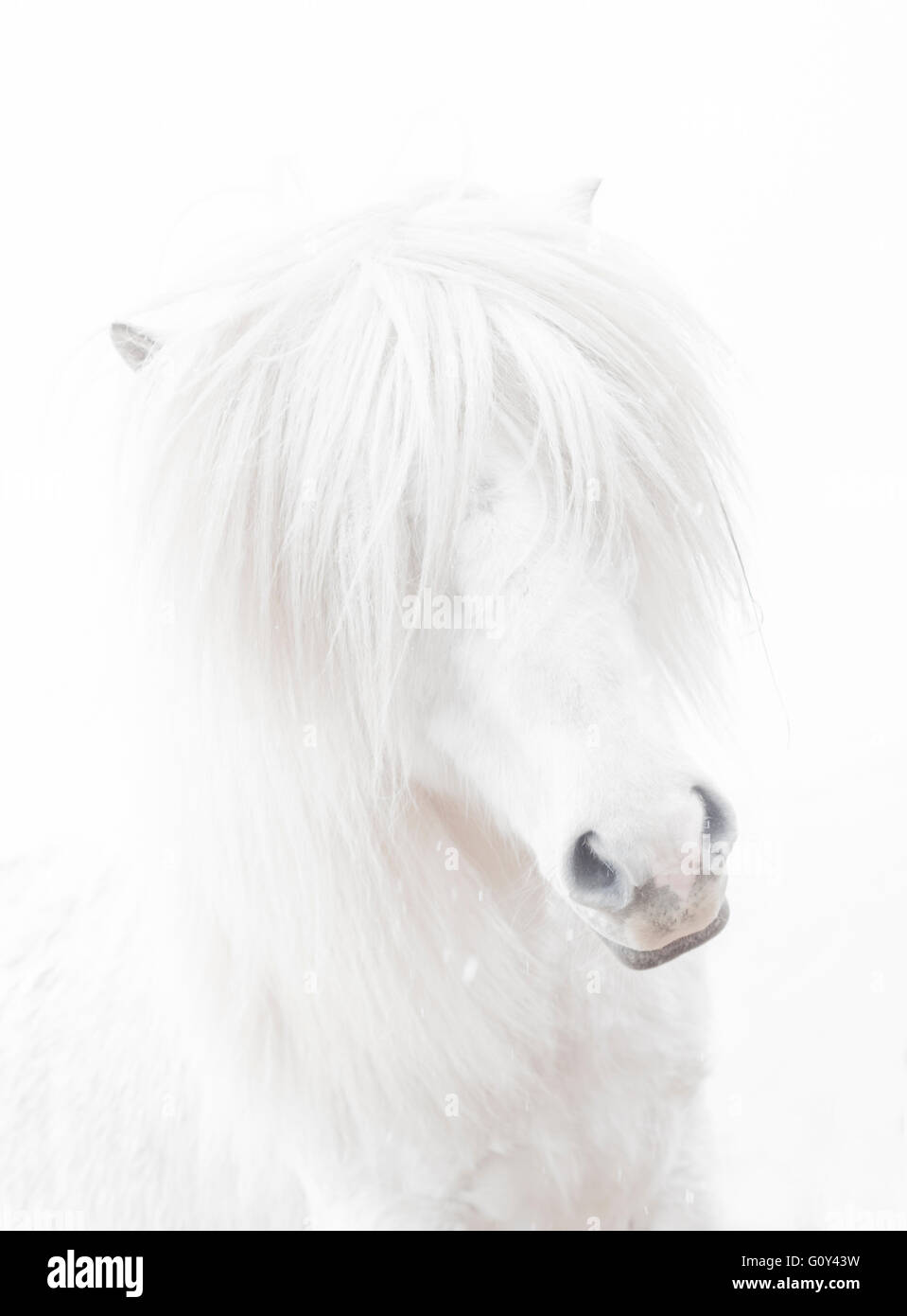 Portrait of a white horse, Iceland Stock Photo