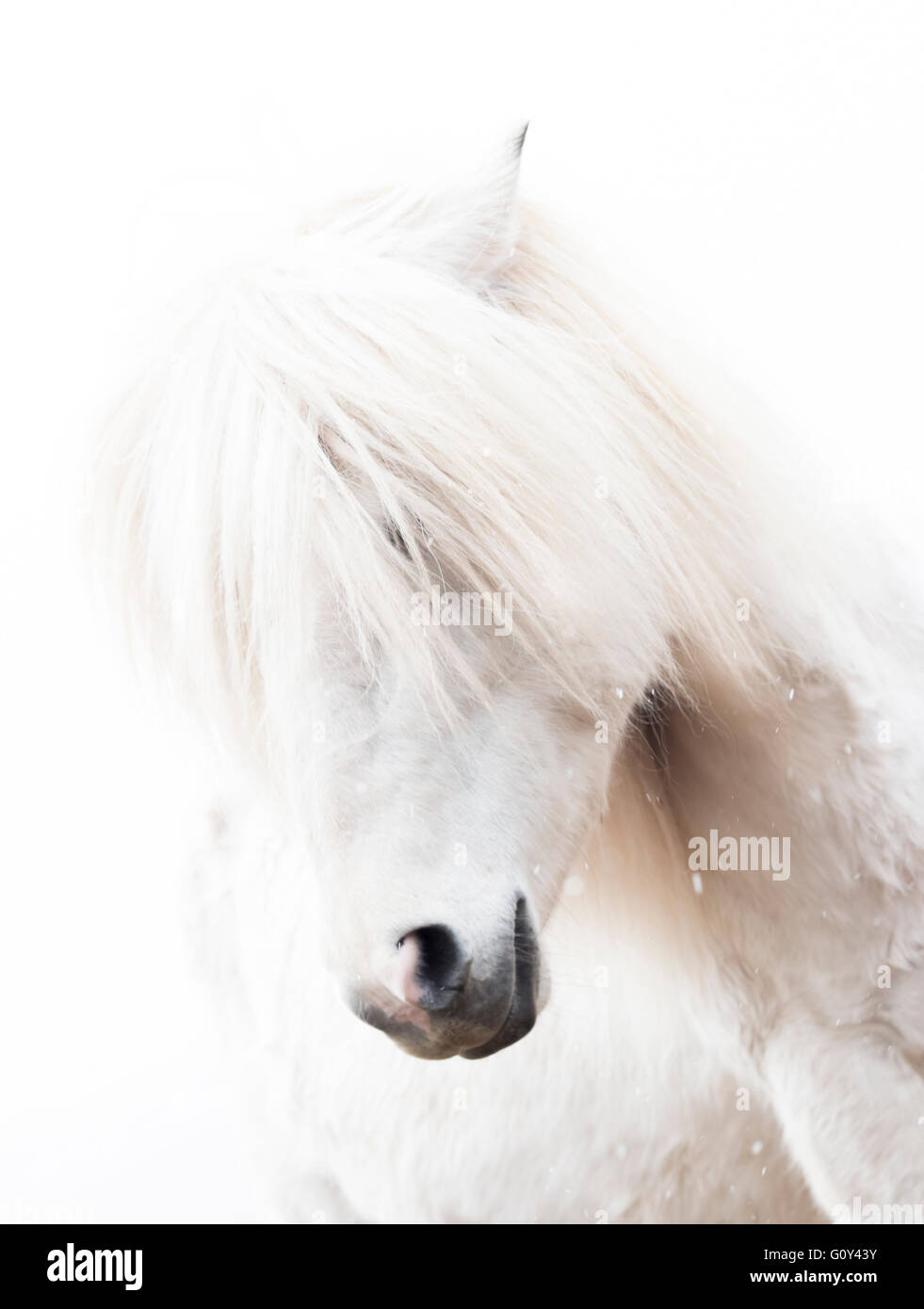 Portrait of a white horse, Iceland Stock Photo
