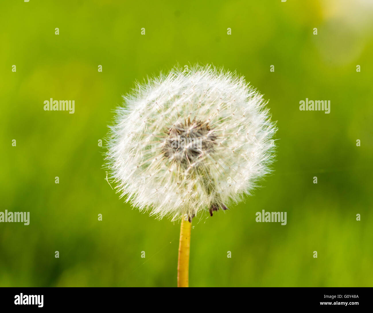 spring dandelion Stock Photo