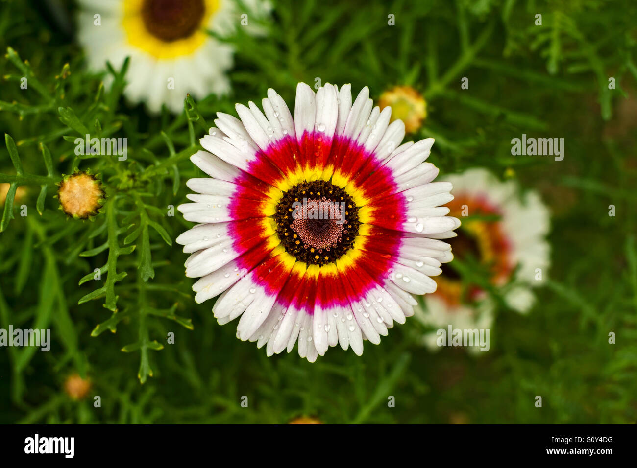 ismelia carinata tri-colour daisy Stock Photo