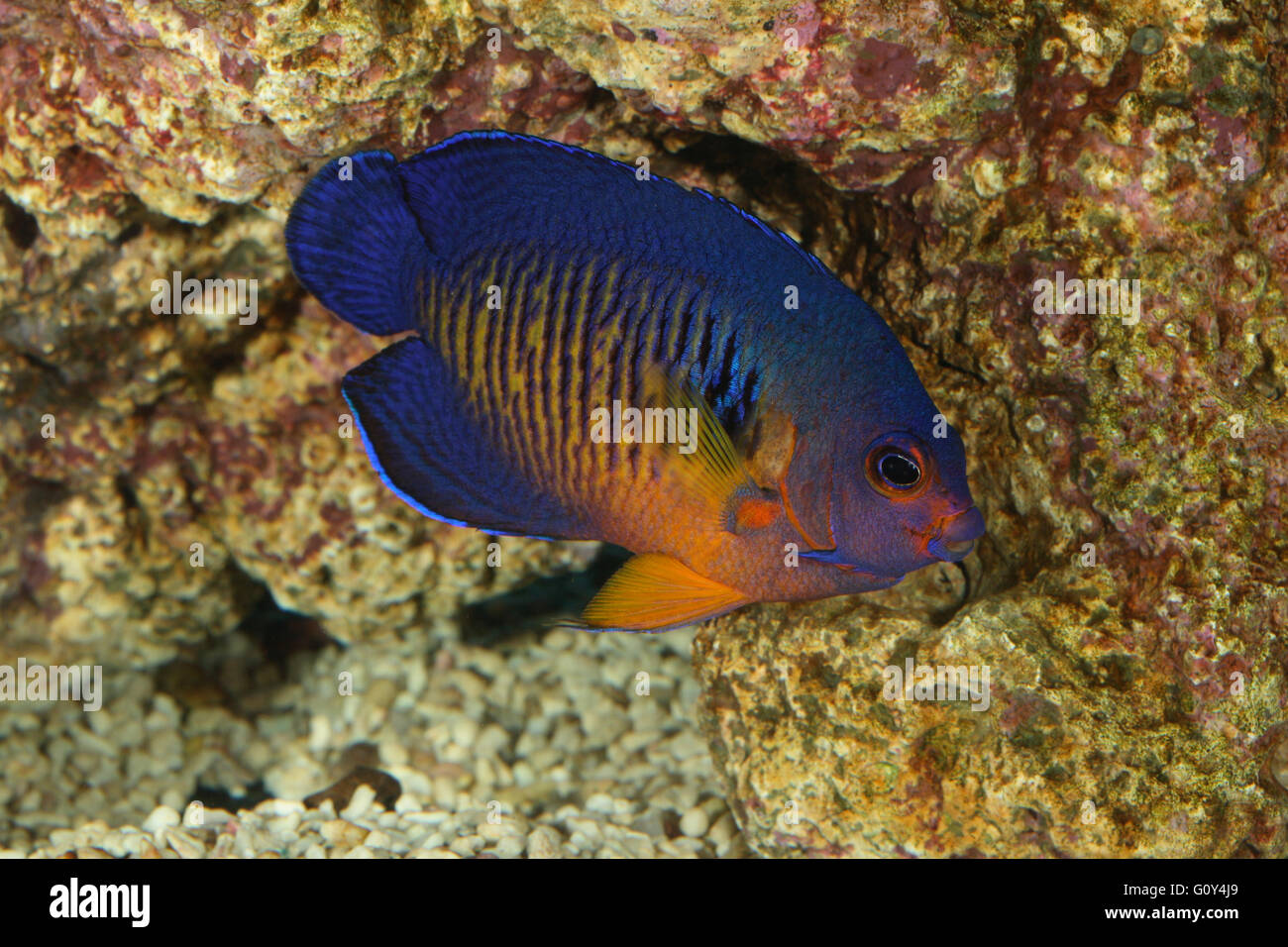 Twospined angelfish, Coral beauty, Centropyge bispinosa in reef aquarium, Emiliano Spada Stock Photo
