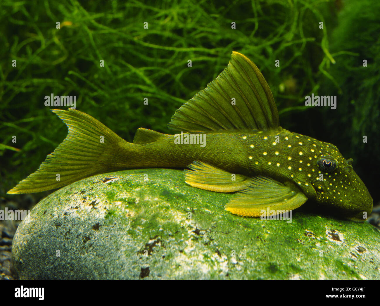 Lemon spotted green Pleco, Green phantom pleco, L200, Hemiancistrus subviridis in home aquarium, Emiliano Spada Stock Photo