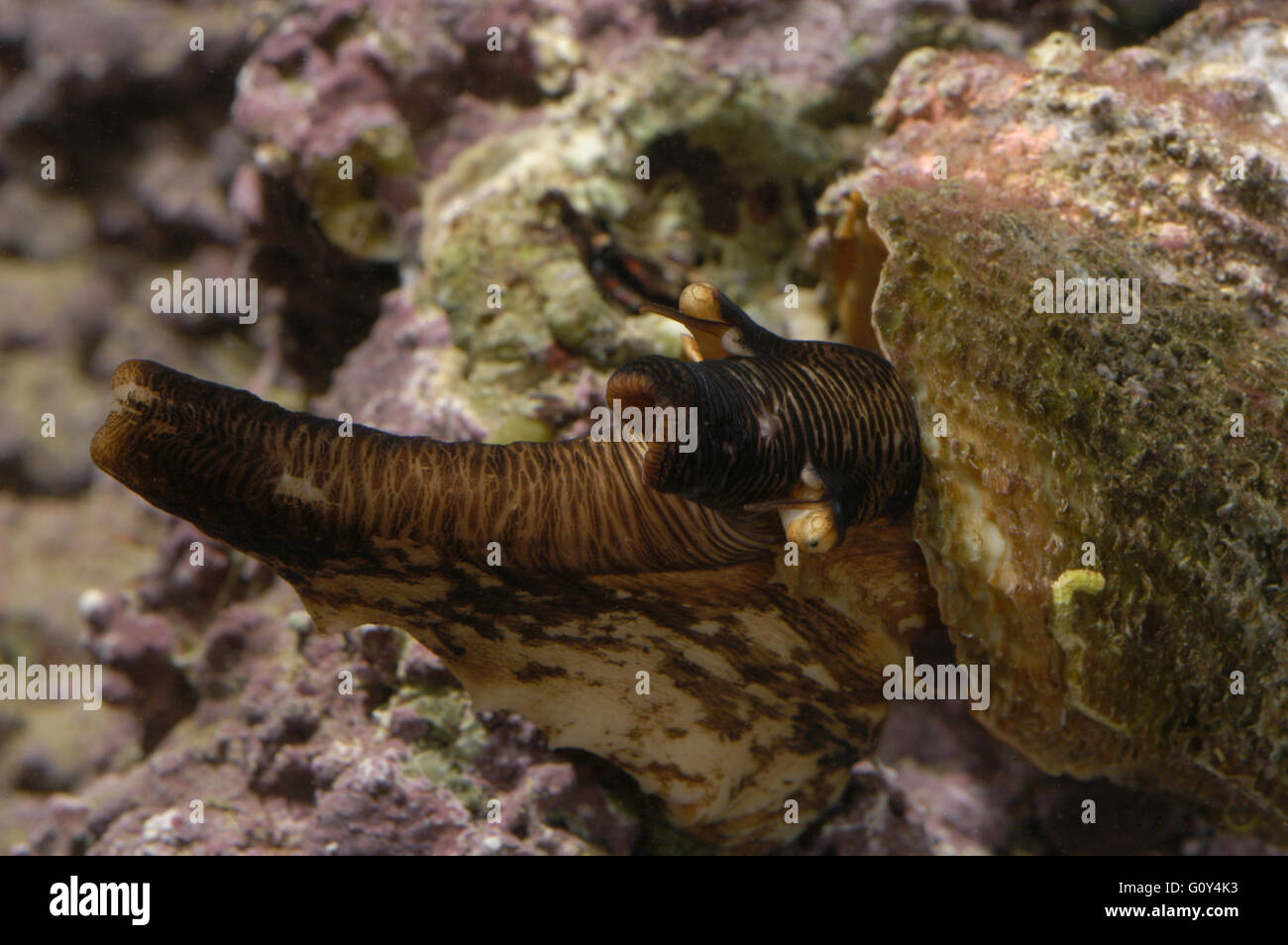 Bolma rugosa in mediterranean home aquarium Emiliano Spada Stock Photo