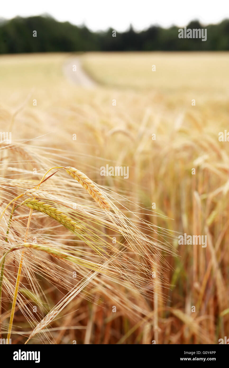 Field
