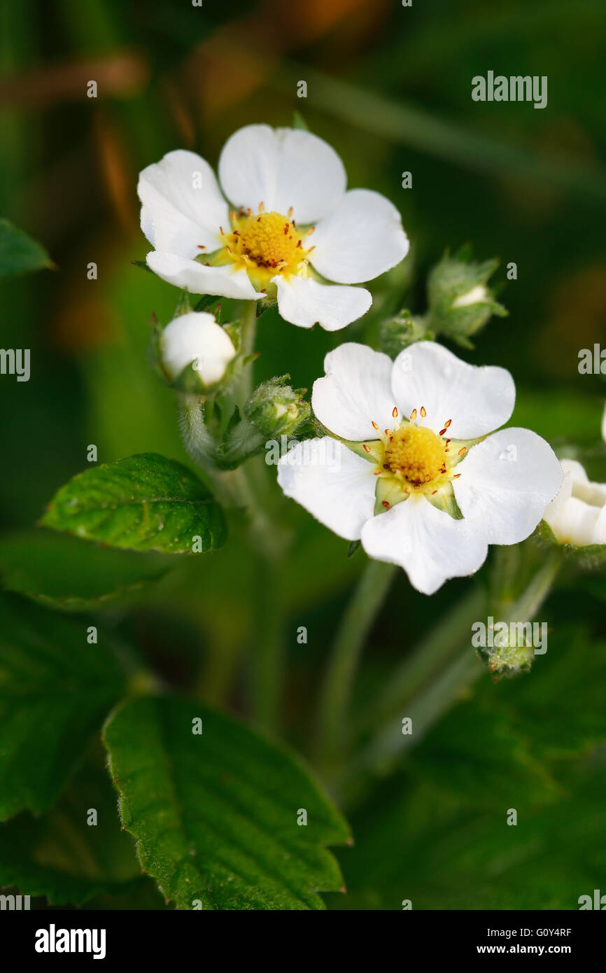 White blooming strawberry plant hi-res stock photography and images - Alamy