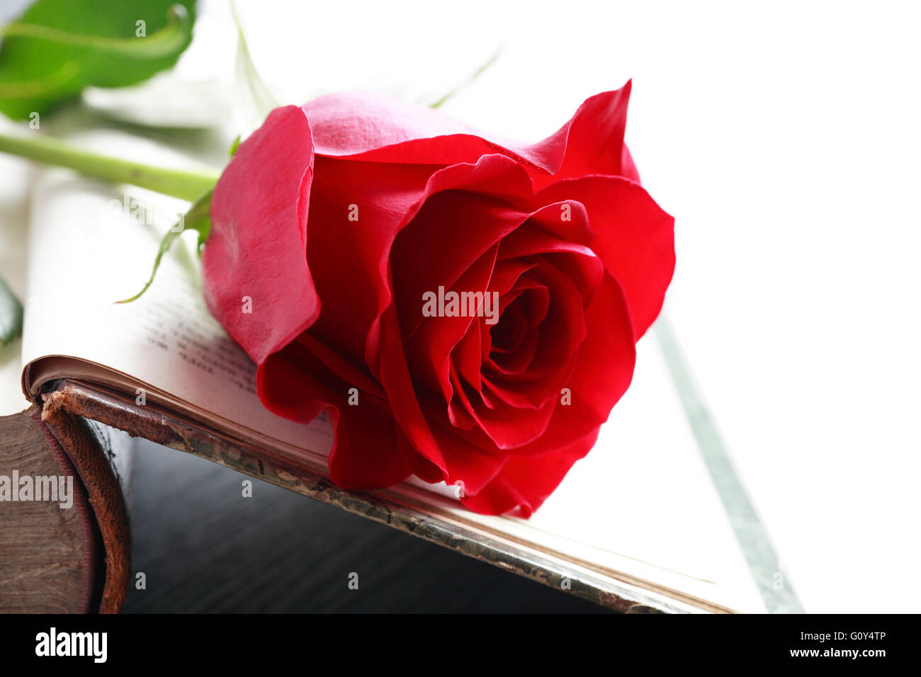 Closeup of beautiful red rose on old open book Stock Photo - Alamy