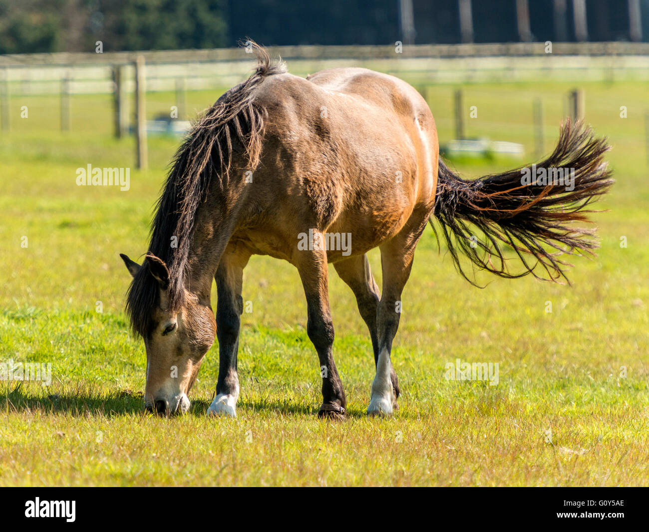 Brown Mare Horse grazing in green field with ears extended. Stock Photo