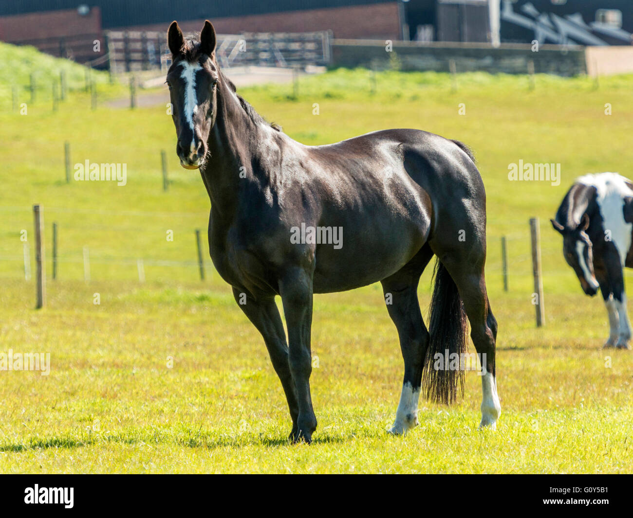 Black Hackney Stallion Horse in green field with ears extended Stock Photo