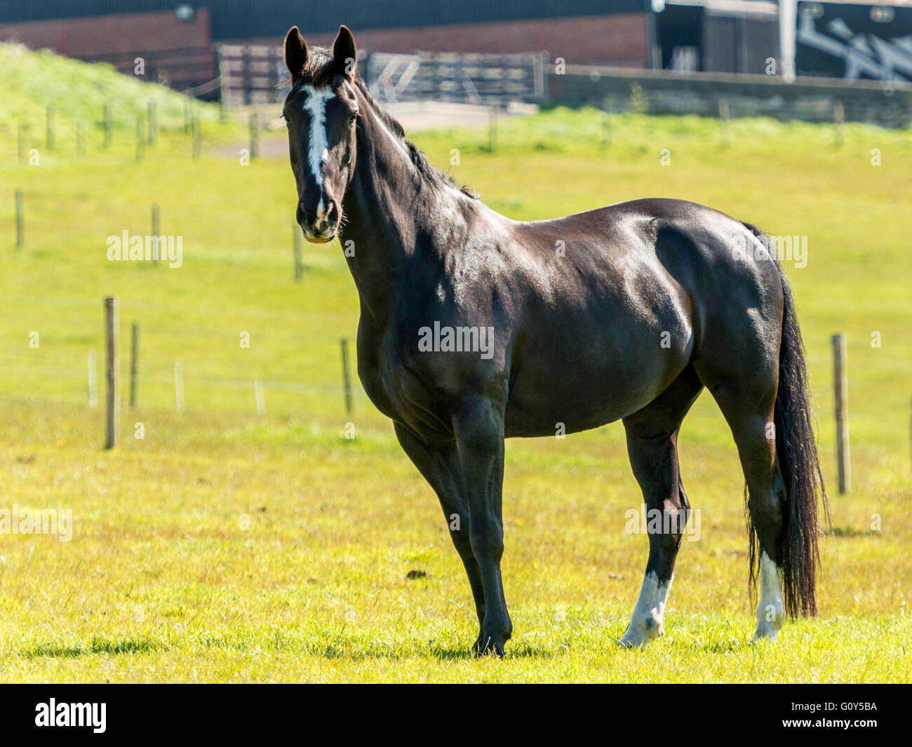 Black Hackney Stallion Horse in green field with ears extended Stock Photo