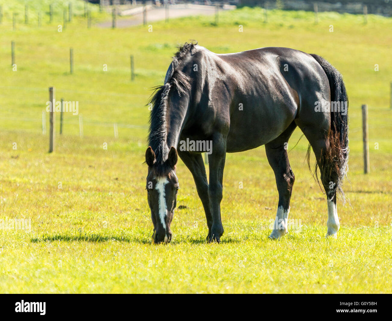 Black Hackney Stallion Horse grazing in green field with ears extended. Stock Photo