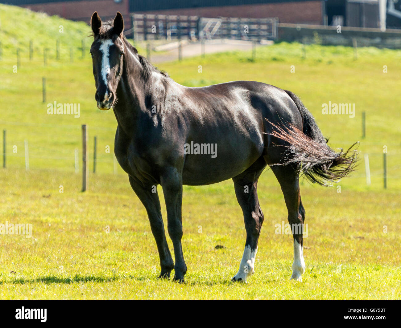 Black Hackney Stallion Horse in green field with ears extended Stock Photo