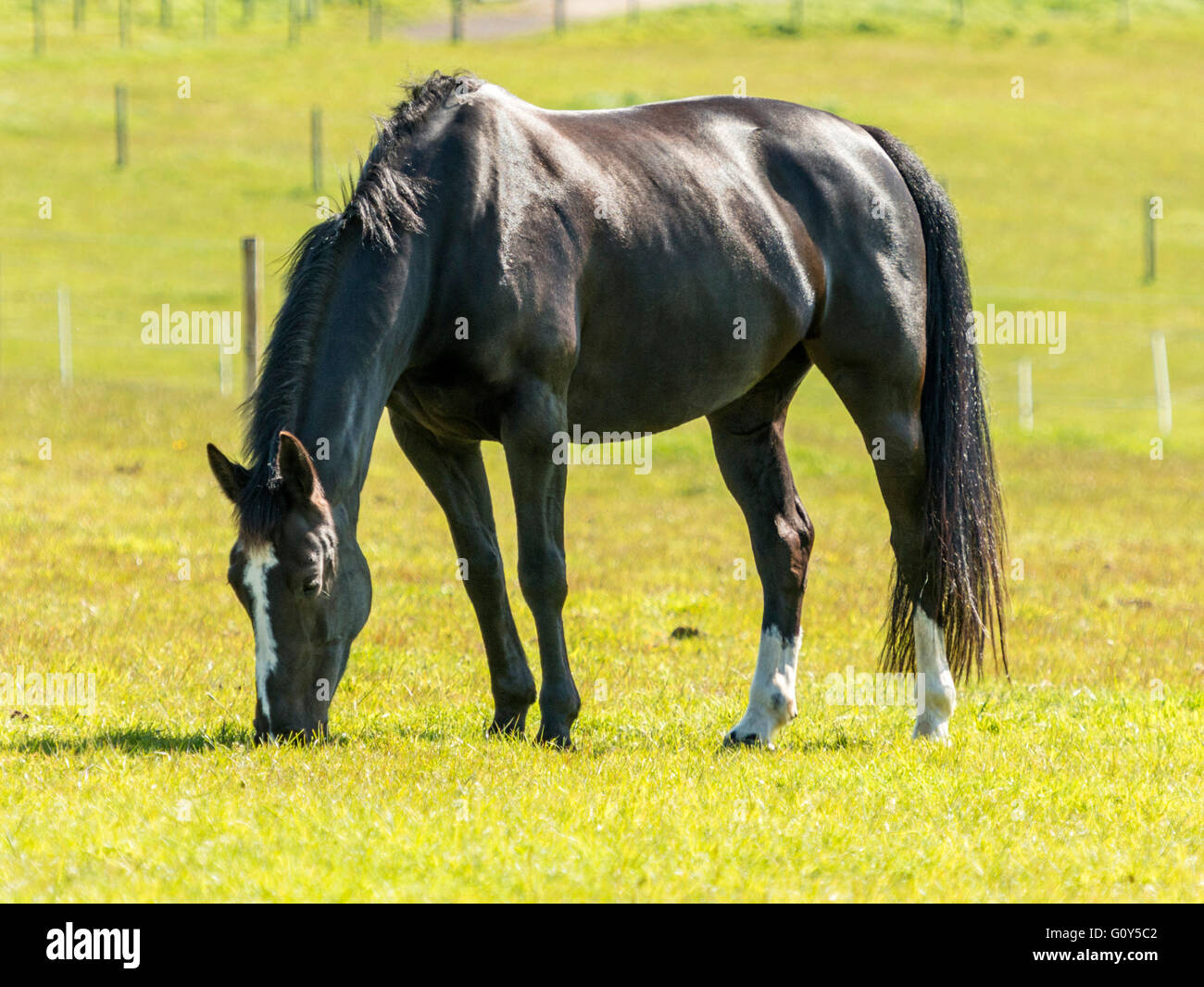 Black Hackney Stallion Horse grazing in green field with ears extended. Stock Photo