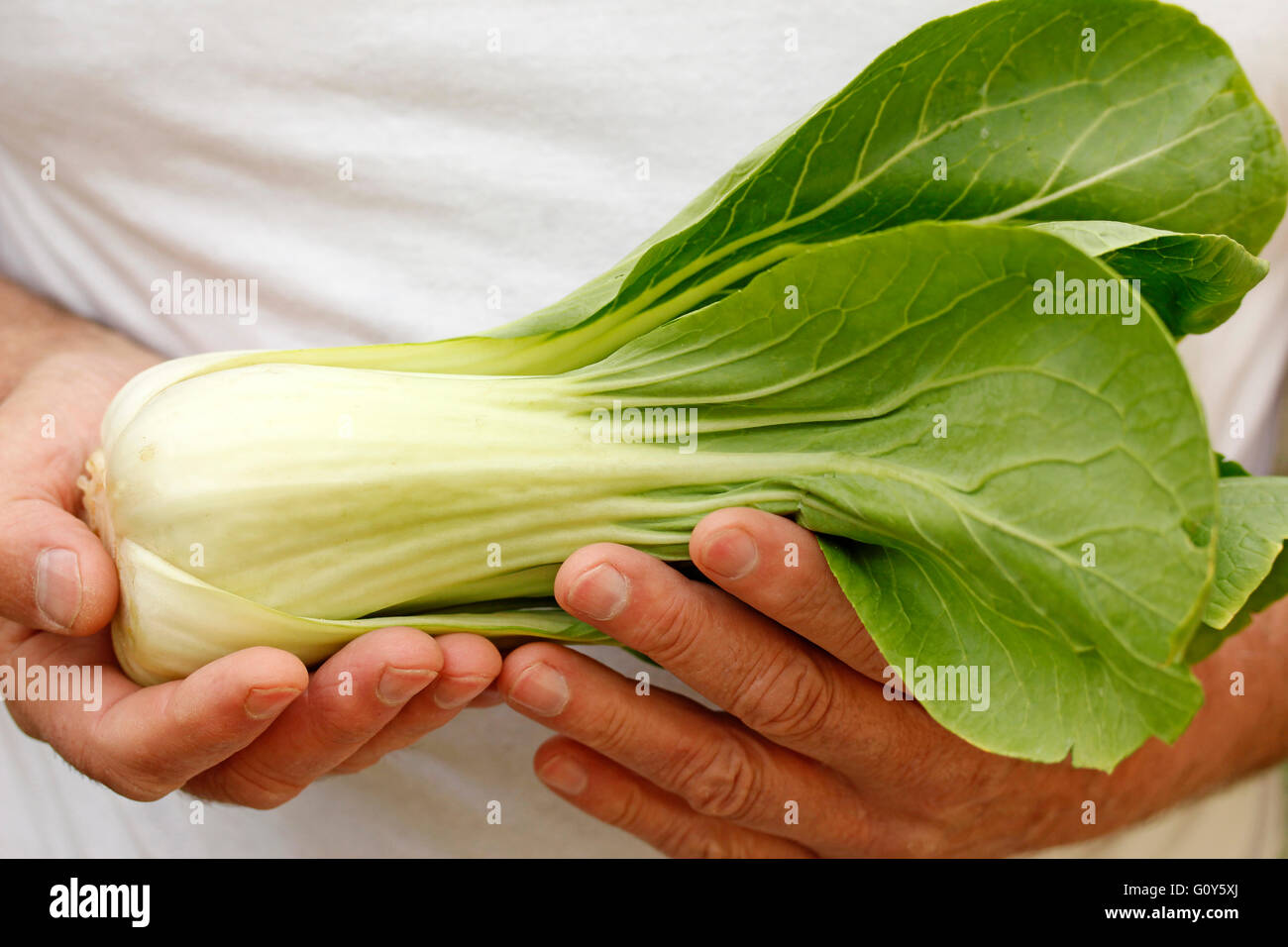 Pak choi. Typical Chinese cabbage. Stock Photo