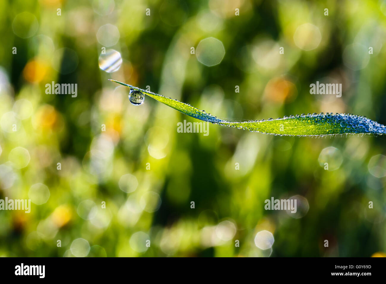 background of green grass closeup with dew drops Stock Photo - Alamy