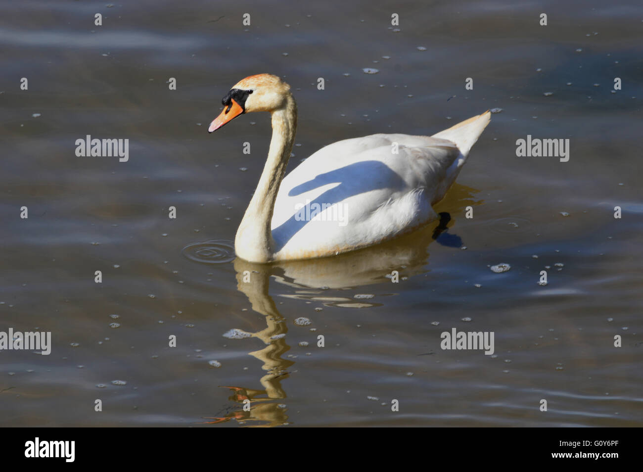 Mute swan in sea at Goodrington, Torbay, Devon, England Stock Photo