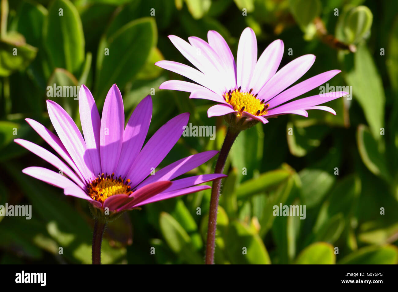 A pink daisy-like flower – osteospermum jucundum – found below Roundham Head, Goodrington, Torbay, Devon, England Stock Photo