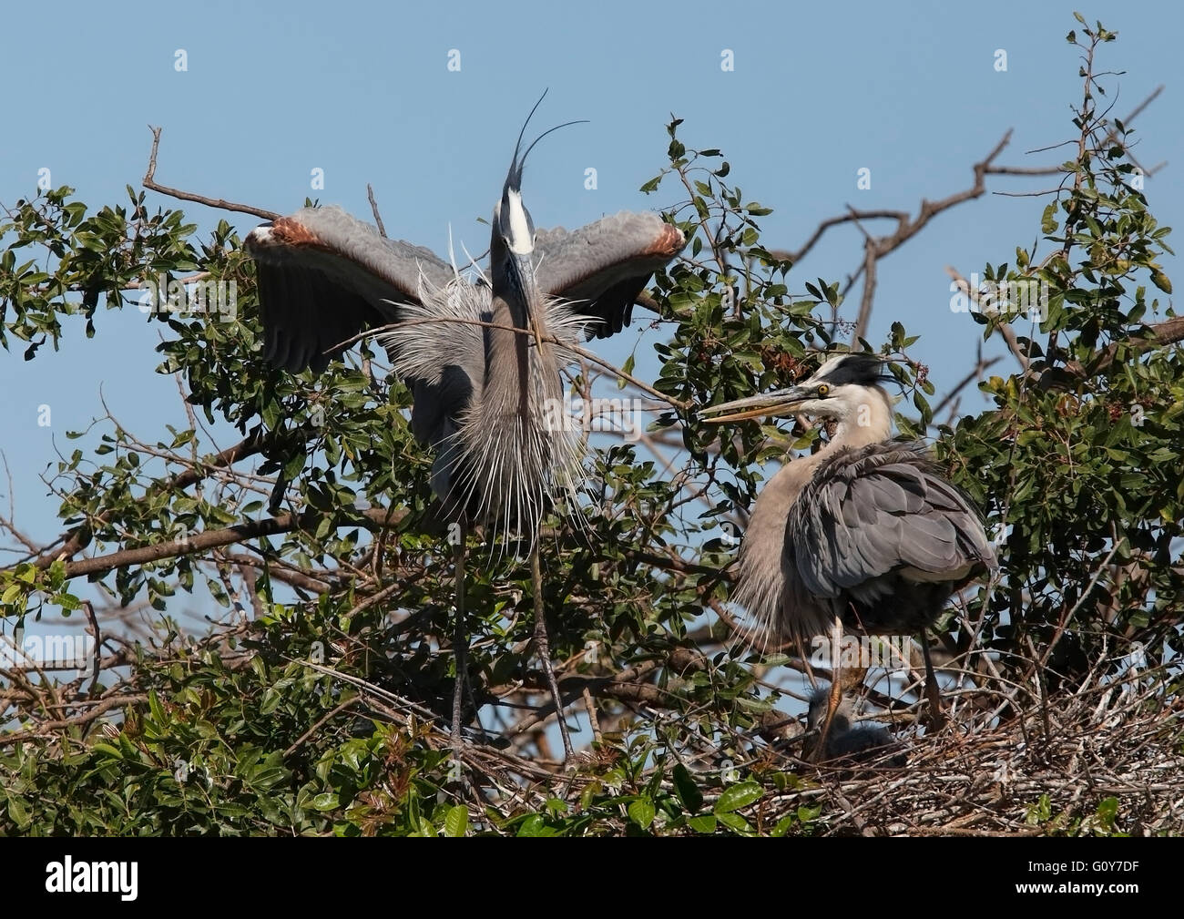 Great Blue Heron (Ardea herodias) presenting nesting material at the nest Stock Photo