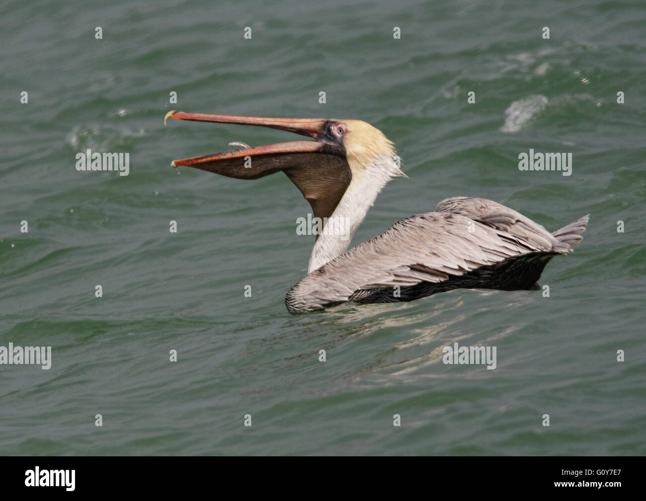 Brown Pelican (Pelecanus occidentalis) with fish trying to escape the bill pouch Stock Photo