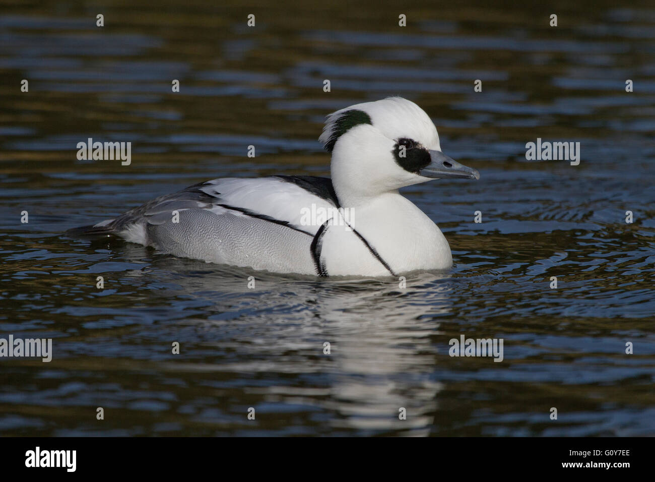 Smew (Mergellus albellus) swimming with reflection in the water Stock Photo