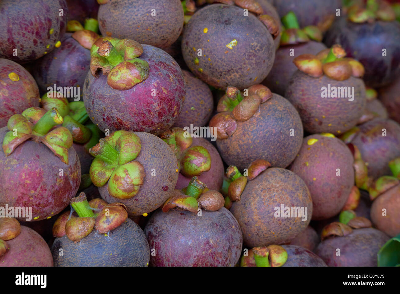 mangosteen in Thailand Stock Photo Alamy