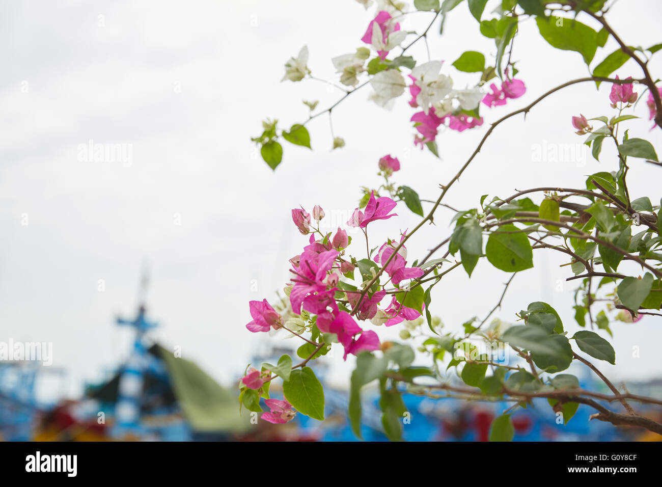 flowering plants in Vietnam Stock Photo Alamy