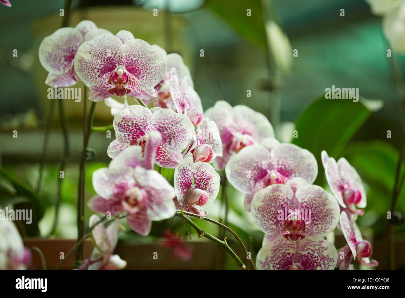 flowering plants in Vietnam Stock Photo Alamy
