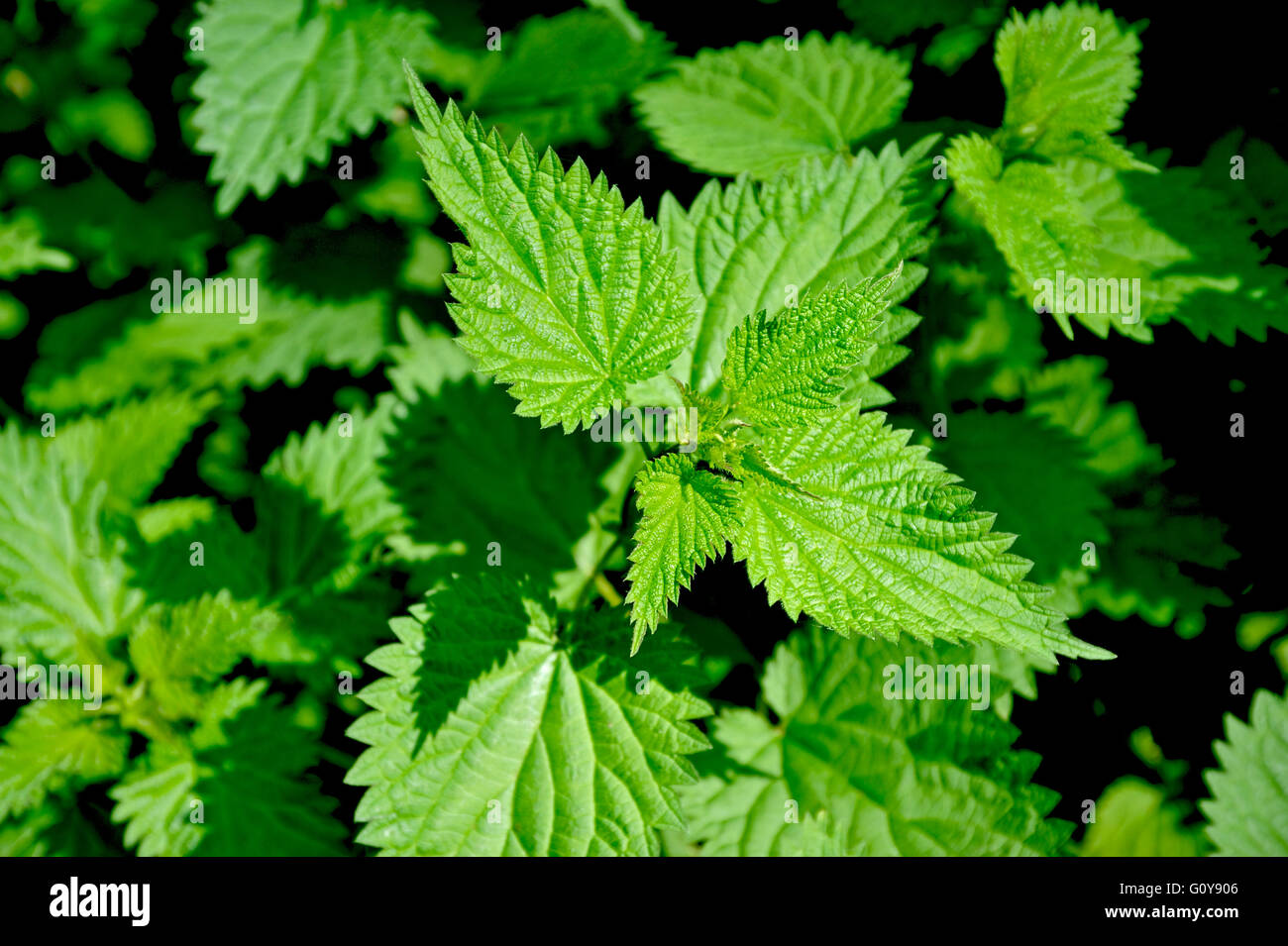 NETTLES GROWING IN THE ENGLISH COUNTRYSIDE Stock Photo