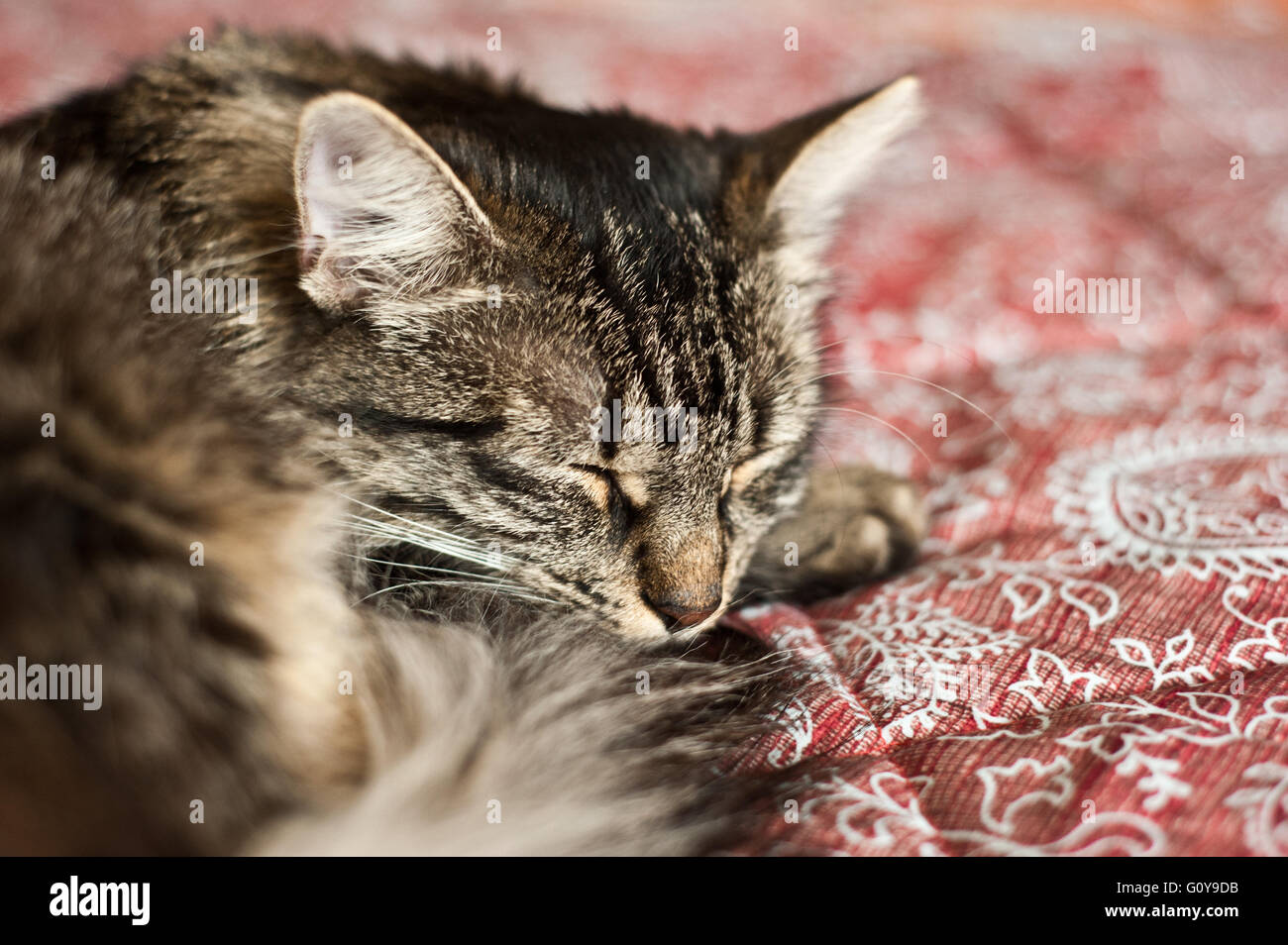 domestic cat sleeping in bed Stock Photo Alamy
