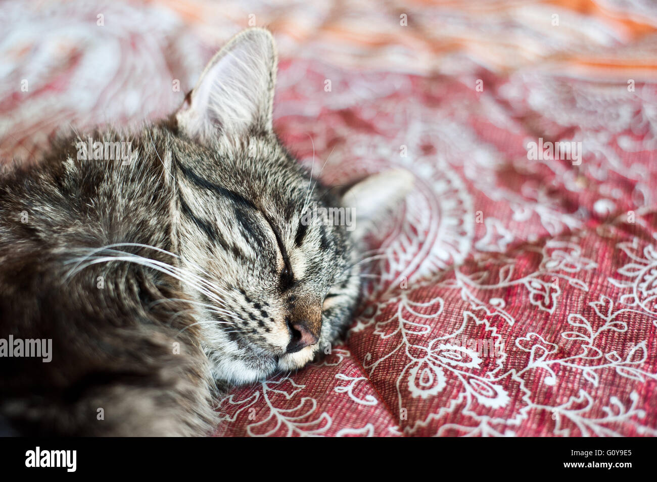 domestic cat sleeping in bed Stock Photo