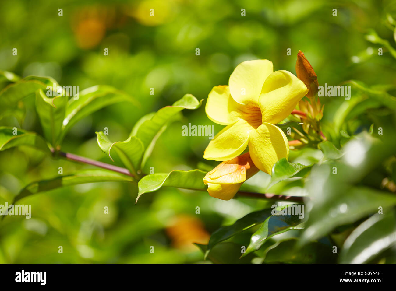flowering plants in Vietnam Stock Photo Alamy