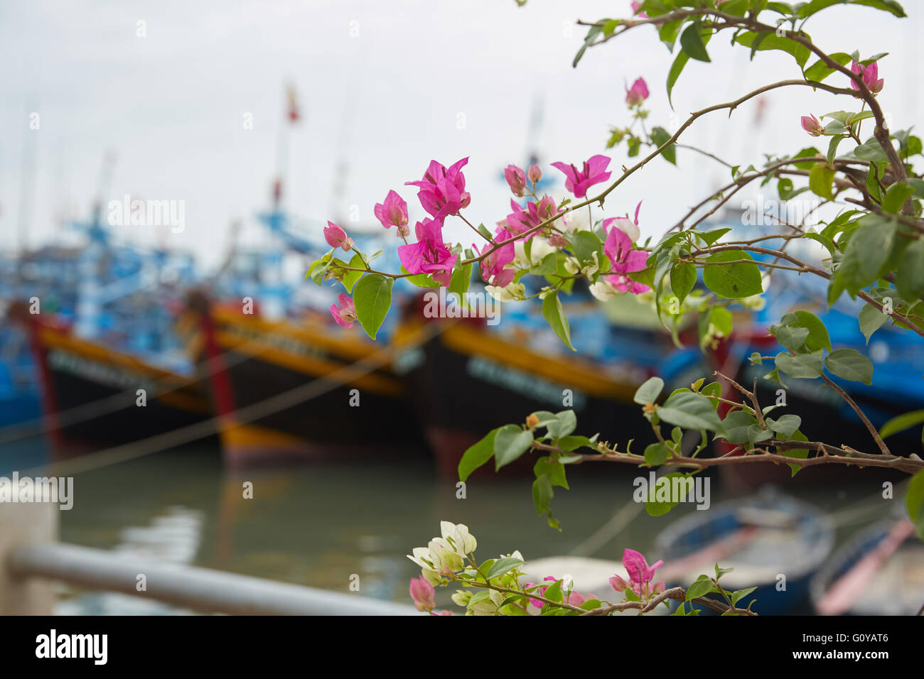 flowering plants in Vietnam Stock Photo Alamy