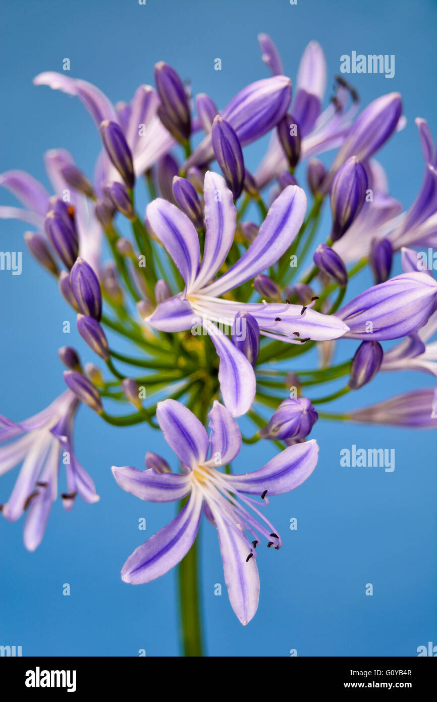 Agapanthus, Agapanthus africanus, African Blue Lily, African Lily, African Tulip, Beauty in Nature, Bulb, Colour, Flower, Summer Flowering, Frost tender, Plant, South Africa indigenous, Stamen, Studio Shot, Wild flower, Wild plant, Mauve, Blue, Stock Photo