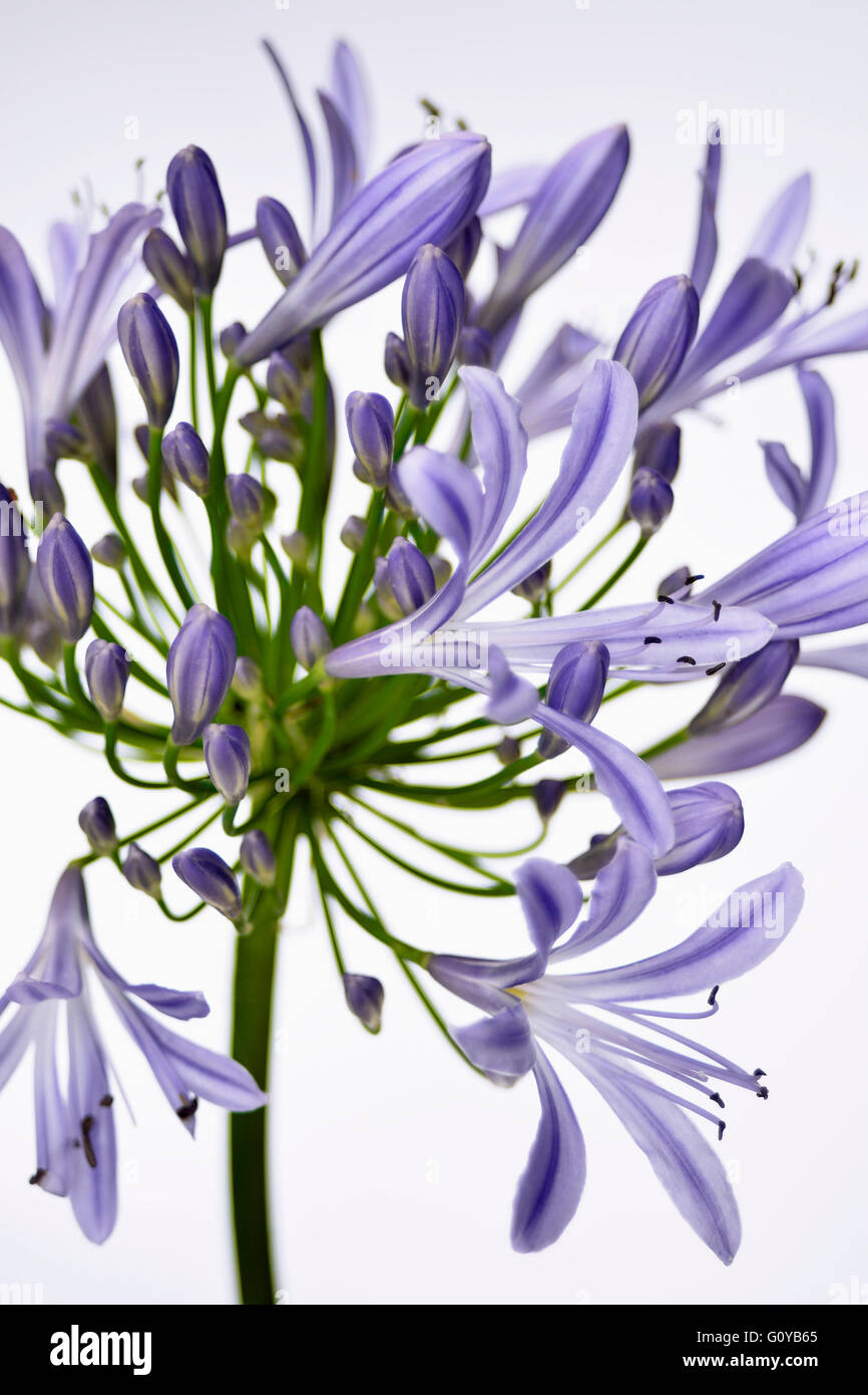 Agapanthus, Agapanthus africanus, African Blue Lily, African Lily, African Tulip, Beauty in Nature, Bulb, Colour, Creative, Flower, Summer Flowering, Frost tender, Plant, South Africa indigenous, Stamen, Studio Shot, Wild flower, Wild plant, Mauve, White, Stock Photo