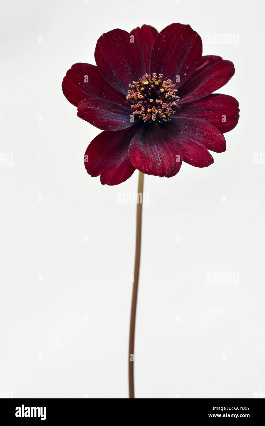 Cosmos, Chocolate cosmos, Cosmos, Cosmos atrosanguineus, Annual, Beauty in Nature, Chocolate Cosmos, Chocolate Plant, Colour, Creative, Cut Out, Flower, Autumn Flowering, Summer Flowering, Frost tender, Mexico indigenous, Perennial, Perfume, Plant, Stamen, Studio Shot, Unusual plant, Wild flower, Red, White, Stock Photo