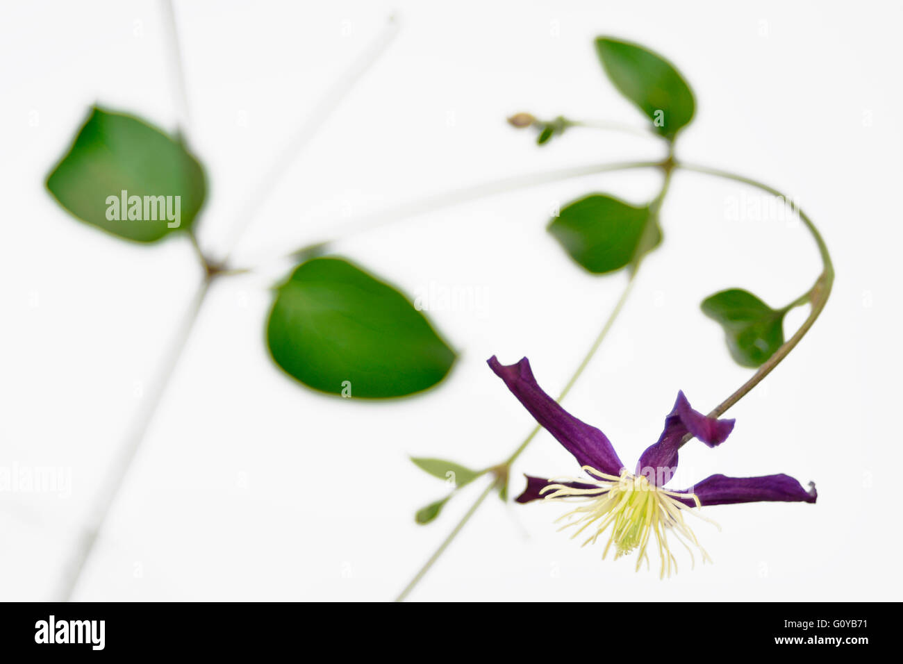 Clematis, Clematis integrifolia, Beauty in Nature, Climber, Colour, Contemporary, Cottage garden plant, Creative, Cut Out, Deciduous, Europe indigenous, Flower, Summer Flowering, Frost hardy, Perennial, Plant, Stamen, Studio Shot, Wild flower, Purple, White, Stock Photo