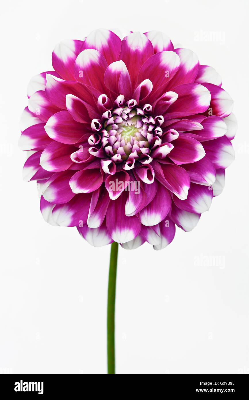 Dahlia, Dahlia cultivar, Beauty in Nature, Bulb, Colour, Contemporary, Cottage garden plant, Creative, Cut Out, Flower, Autumn Flowering, Summer Flowering, Frost tender, Plant, Studio Shot, Tuber, Vivid Colour, Pink, White, Stock Photo