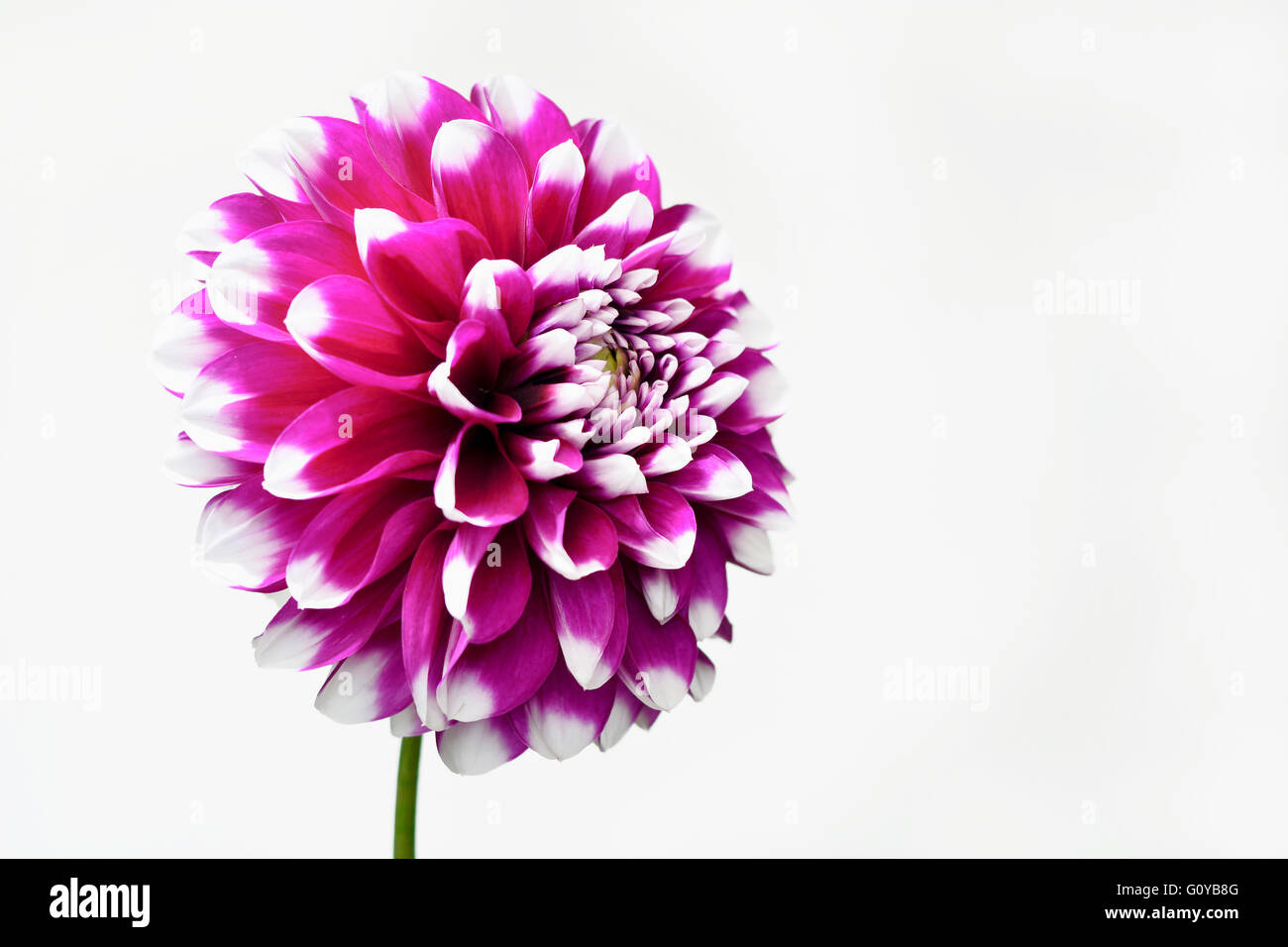 Dahlia, Dahlia cultivar, Beauty in Nature, Bulb, Colour, Contemporary, Cottage garden plant, Creative, Cut Out, Flower, Autumn Flowering, Summer Flowering, Frost tender, Plant, Studio Shot, Tuber, Vivid Colour, Pink, White, Stock Photo